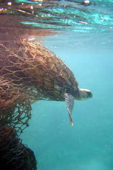 turtle in net